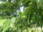 P20130701-july-7.JPG