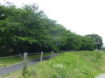 P20130701-july-9.JPG