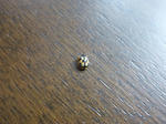 P20130704-tentomushi.JPG