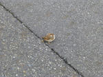P20130715-suzume-2.JPG