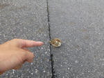 P20130715-suzume-3.JPG