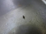 P20130719-koorogi.JPG