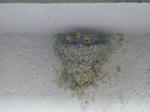 P20130725-tsubame-2.JPG