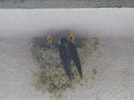 P20130725-tsubame-3.JPG