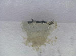 P20130731-tsubame.JPG