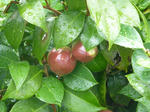 P20130801-fluits-4.JPG