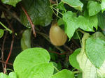 P20130801-fluits-6.JPG