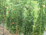 P20130801-vegetable-1.JPG