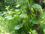 P20130801-vegetable-3.JPG