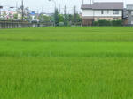 P20130801-tanbo.JPG