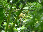 P20130801-fluits-8.JPG