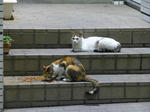 P20130808-cats.JPG