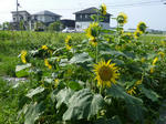 P20130816-himawari-1.JPG