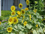 P20130816-himawari-2.JPG