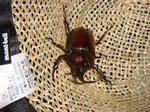 麦藁帽子の中のカブトムシ～