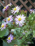 P1000091.JPG