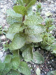P1000151.JPG