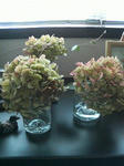 P1000217.JPG