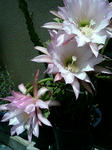 P1000273.JPG