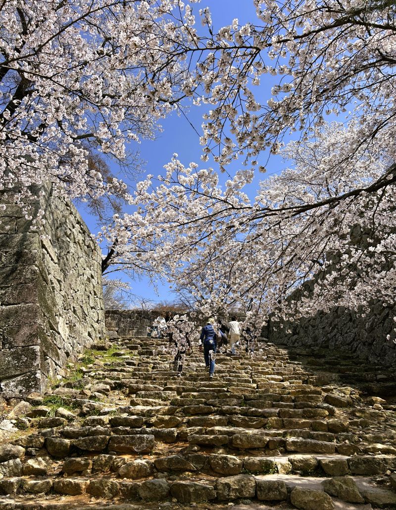 岡山お花見ドライブ - 津山城・満開桜 2025 -|ドライブまにあ 岡山お花見ドライブ - 津山城・満開桜 2025 -|ドライブまにあ