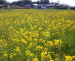 菜の花