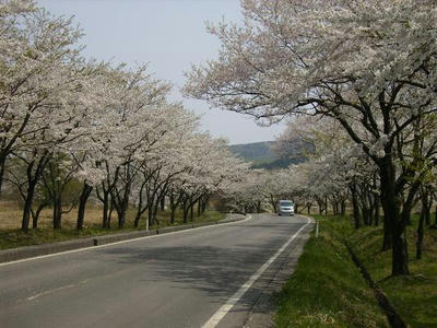 20080501sabo_sakura.JPG