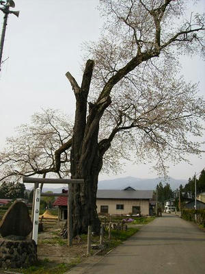 20080501siroyama_sakura.JPG