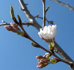 開花