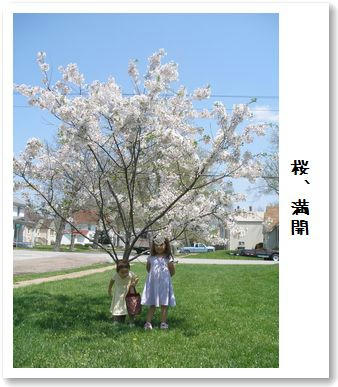 桜吹雪