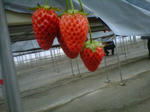 IMG00424-20130331-1309.jpg