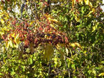 PHOTO106.JPG