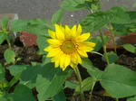 CIMG3778.JPG