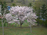 CIMG5339.JPG