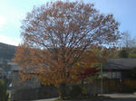 CIMG6907.JPG