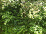 CIMG8094.JPG