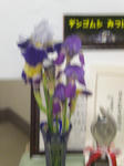 CIMG8105.JPG