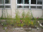 CIMG9105.JPG