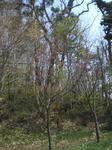 CIMG0927.JPG