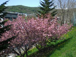 CIMG0965.JPG