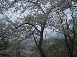 CIMG0953.JPG