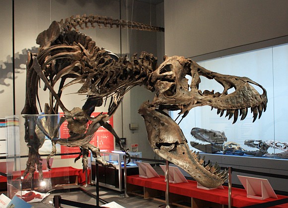 特別展『ティラノサウルス‐肉食恐竜の世界‐』　パーフェクト・スタン