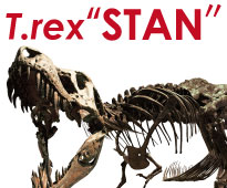 ティラノサウルス全身骨格標本レンタル
