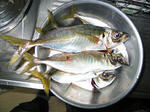 sIMG_5453.jpg
