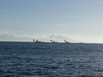 sIMG_1455.jpg