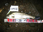 sIMG_1456.jpg