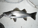 sP5230446.jpg