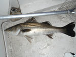 sP5240447.jpg