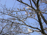 2007桜1