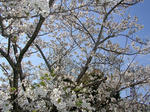 公園の桜　かなり咲いた