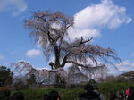 枝垂れ桜